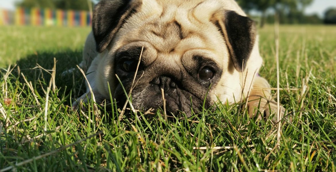 Carlini cuccioli disponibili