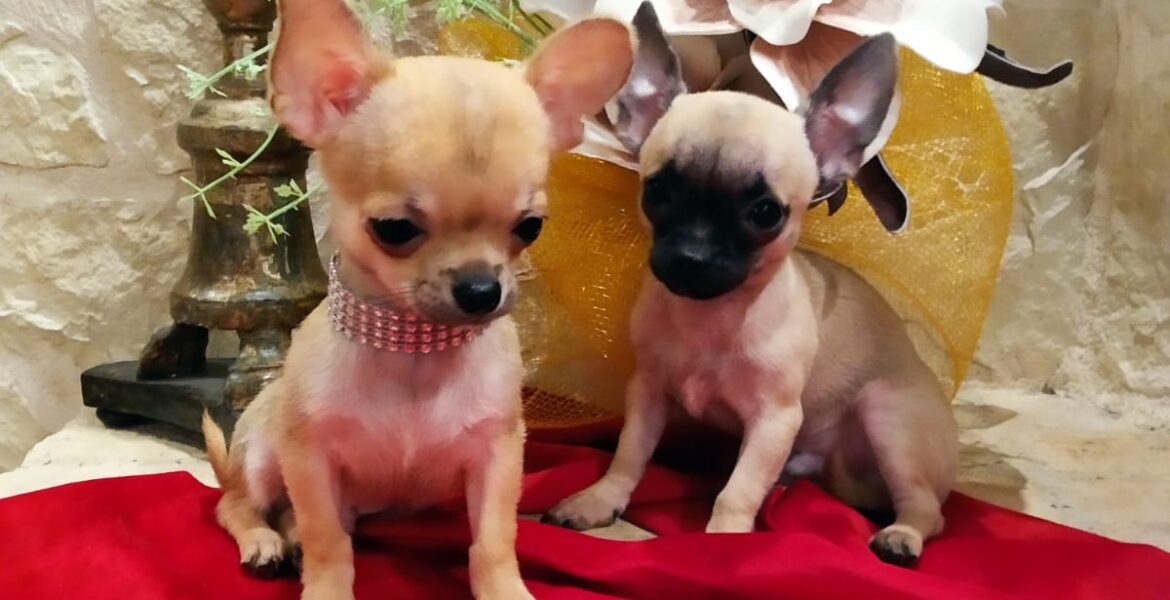 Cuccioli di Chihuahua