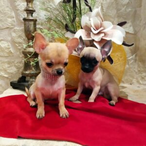 casa_donna_vittoria_cuccioli_chihuahua (1)