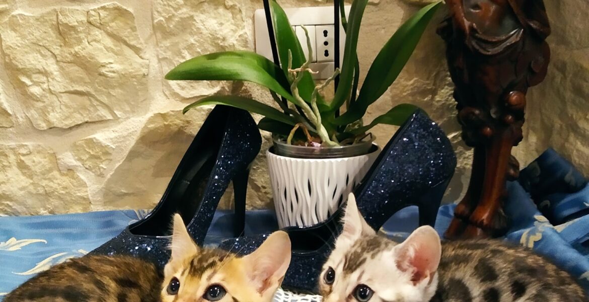 Cuccioli di Gatto Bengala