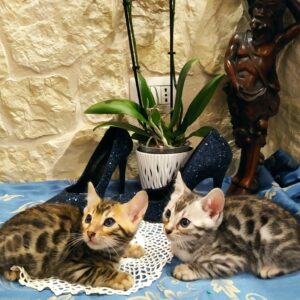 cuccioli_bengala_casa_donna_vittoria